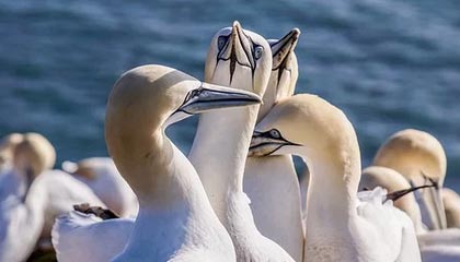 华体会hth sports-国王GM：望希尔德全力以赴 因空间无法留下博格丹