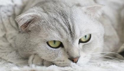 华体会hth sports-国王GM:望希尔德全力以赴 因空间无法留下博格丹